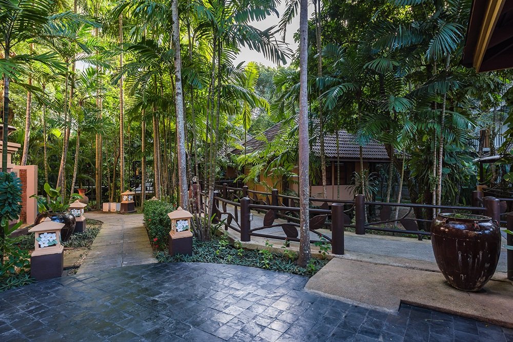 郁郁葱葱的热带环境